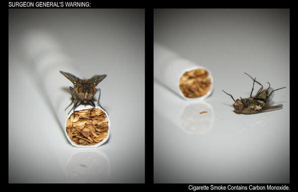 Smoking Fly...