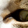 Cat's Eye