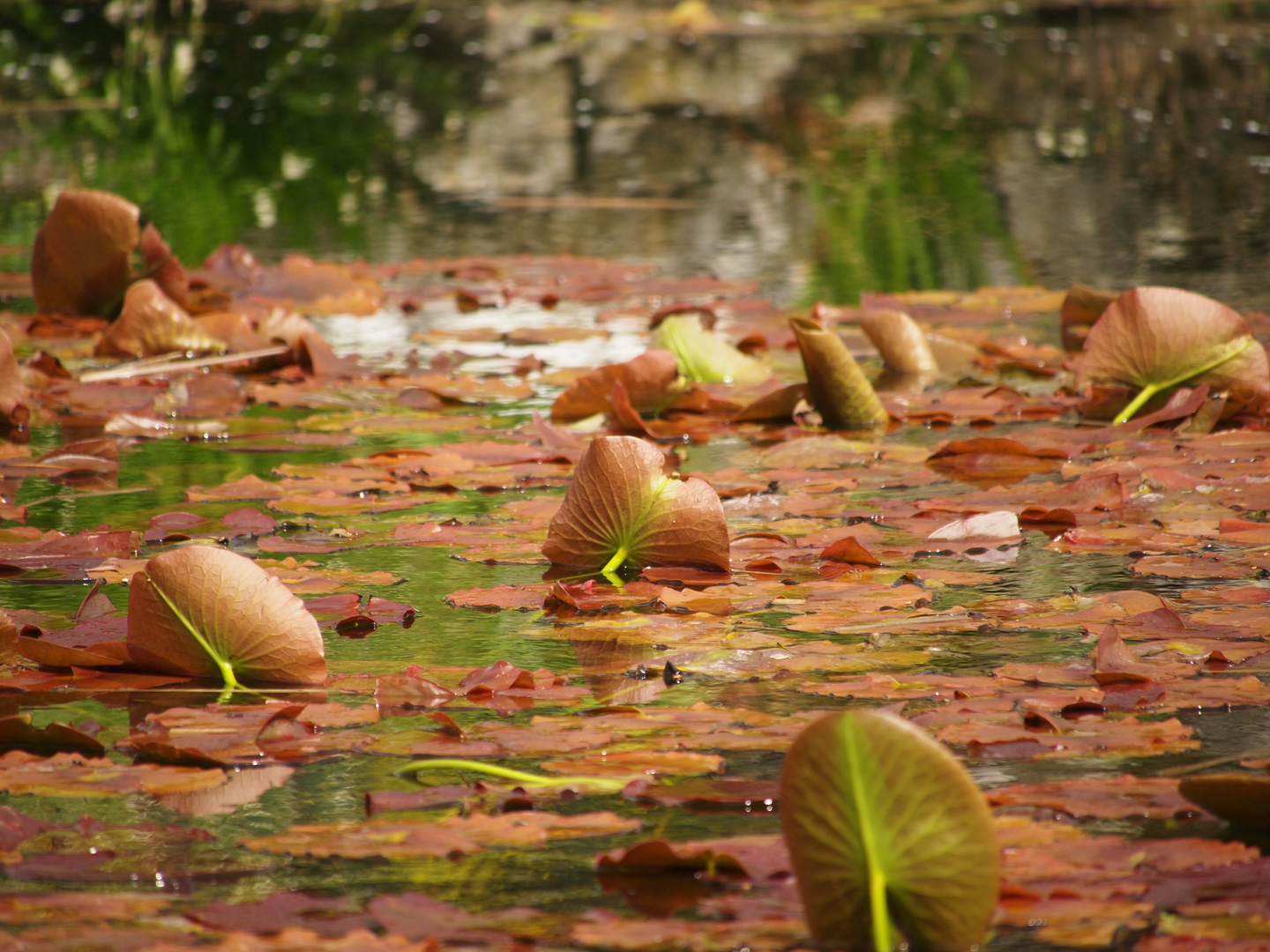 Pond