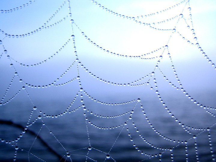 spider's net with drops of water