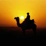 sunset with camel