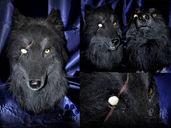 Black wolf