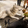 wolf suit meet the dogs