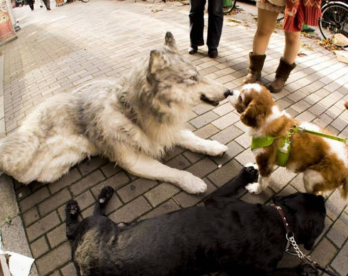 wolf suit meet the dogs