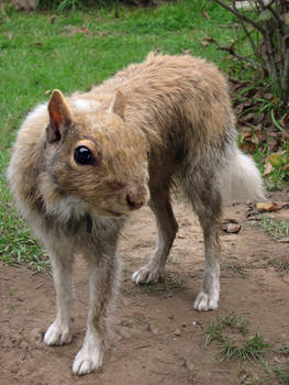 Squirrel Dog