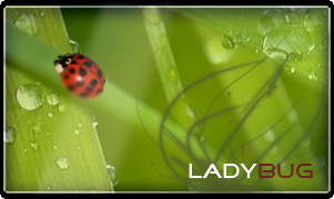 Ladybug Sig