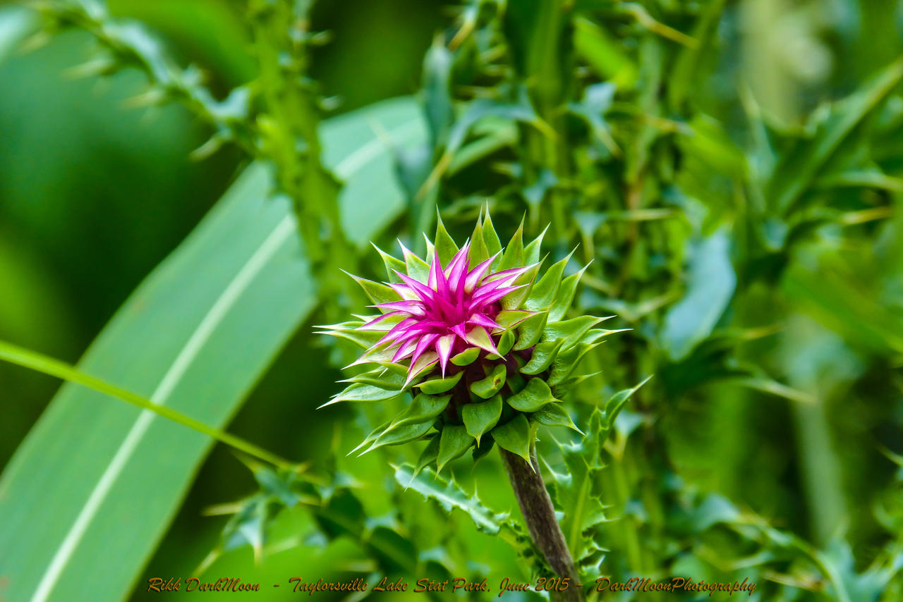 00-TaylorsvilleLakeStatPark-June-2015-P1030930-WP-