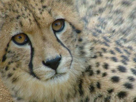 Cheetah