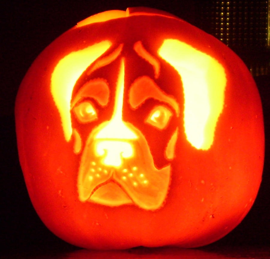 Boxer pumpkin by xplodvelt74 on DeviantArt