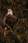 Bald Eagle by lechnirphotography