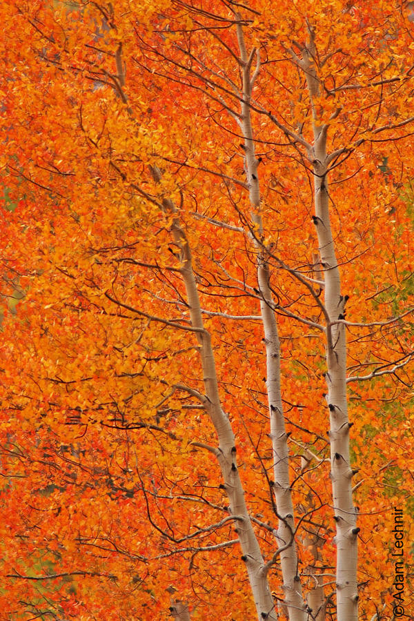 Fall Color by lechnirphotography on DeviantArt