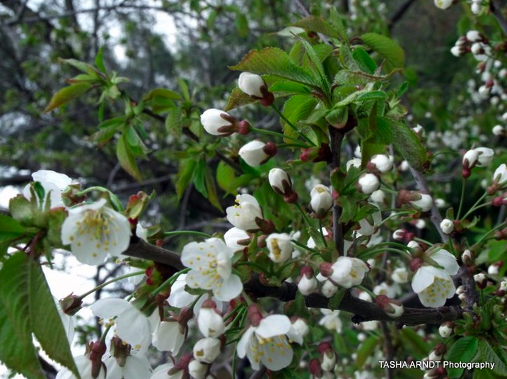 Blossoms