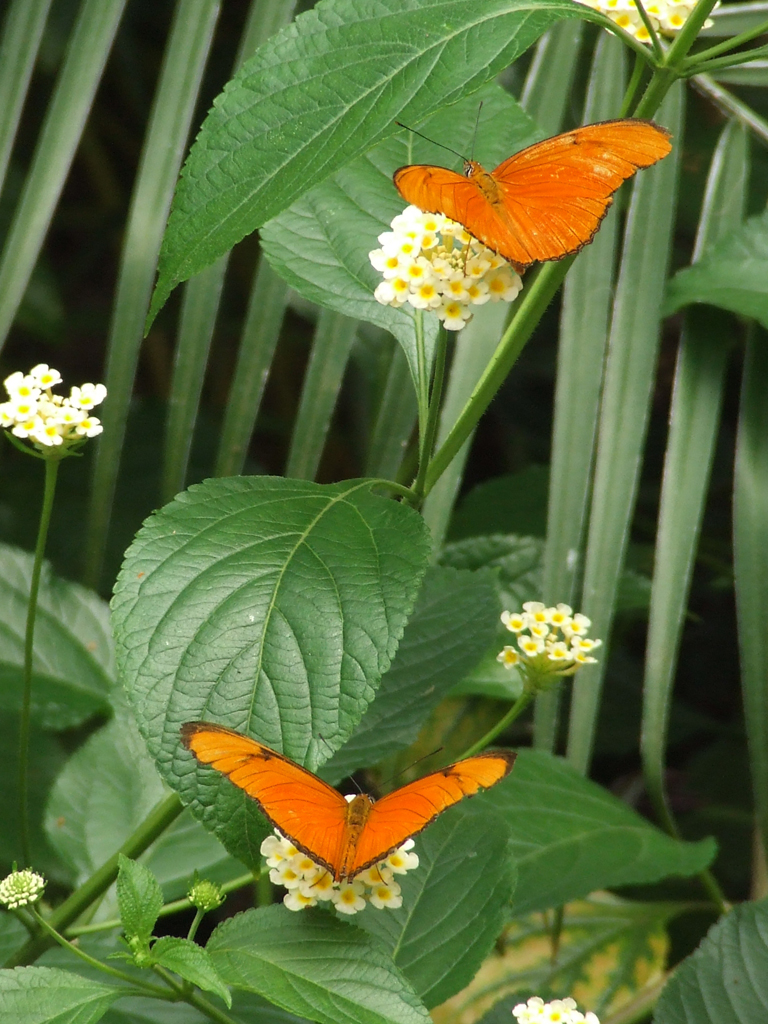 Butterfly pair