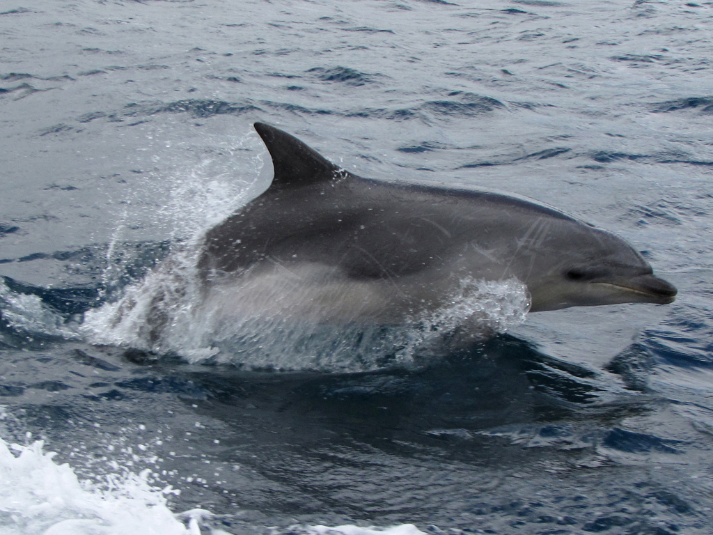 Bottlenose Dolphin