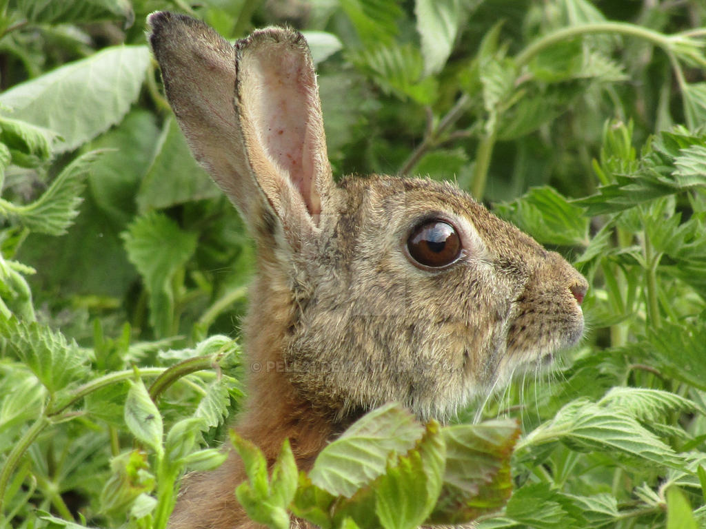 Rabbit head by pell21 on DeviantArt