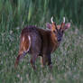 Muntjac 24-5-17