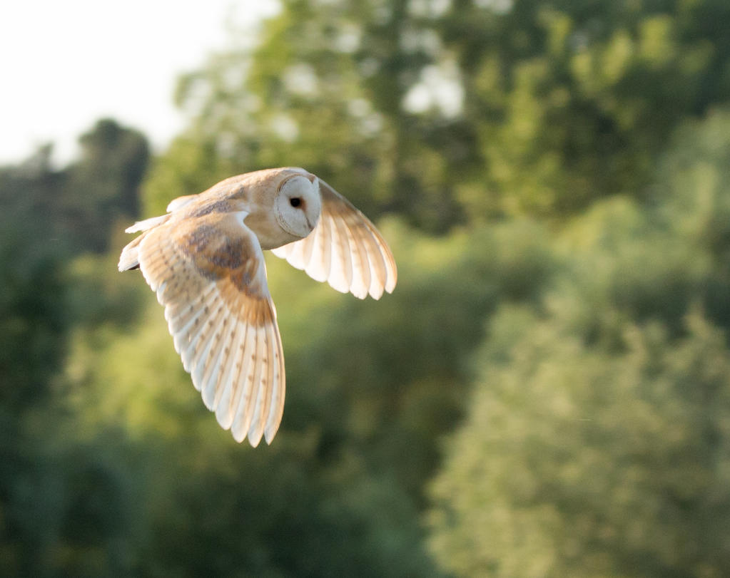 Barn owl on an evening flight
