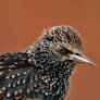 Starling portrait 16-12-17