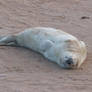 Just chilling on the beach