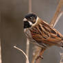 Male Reed Bunting 3-2-18