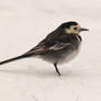 Pied Wagtail in the snow 3-3-18