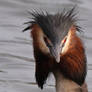 Great Crested Grebe 9-3-18