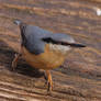 Nuthatch 9-3-18