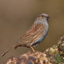 Dunnock 14-3-18