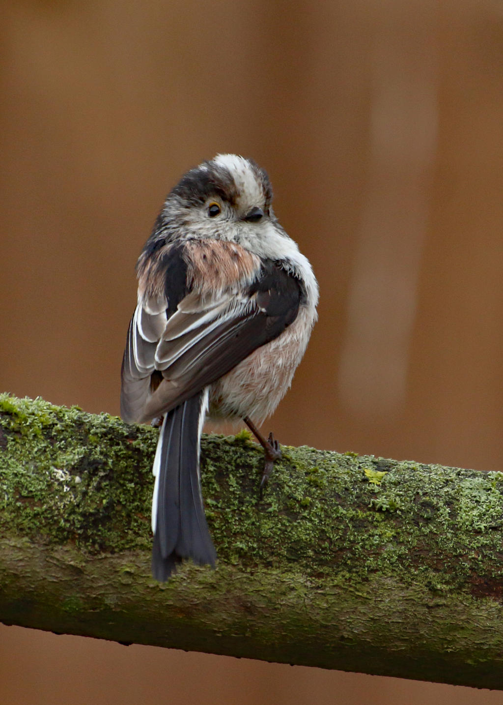 Long Tailed Tit 1 30-3-18