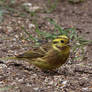 Yellowhammer 15-4-18