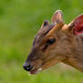 Muntjac Deer portrait