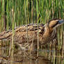 Bittern 28-05-18