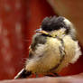 Fledgling Great Tit