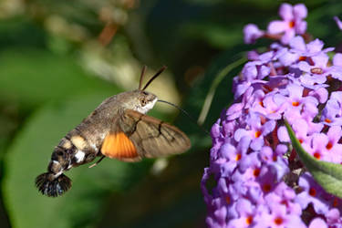 Hummingbird Hawk Moth 15-9-18