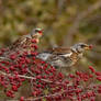 Fieldfare 4-11-18