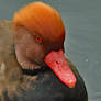 Red Crested Pochard 17-10-18