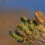 Wren 10-11-18