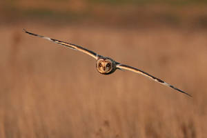 Short Eared Owl 14-11-18