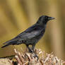 Carrion Crow 25-11-18