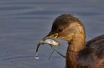 Little Grebe with fish 15-12-18 by pell21