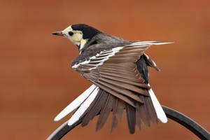 Pied Wagtail feather stretch 6-1-19 by pell21