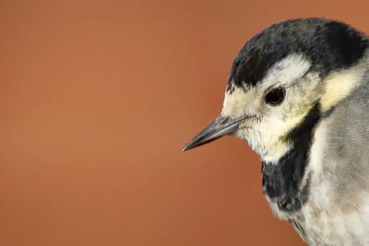 Pied Wagtail portrait 9-2-19