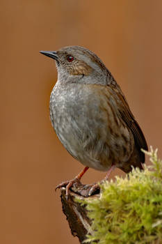 Dunnock 10-3-19