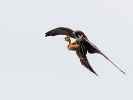 Hobby with dragonfly in tallons