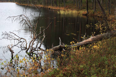 Branches