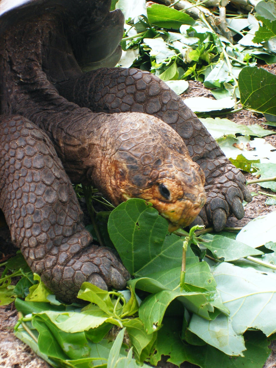 Blue Eyed Turtle by Jaquilin on DeviantArt