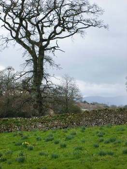 Gnarly Tree