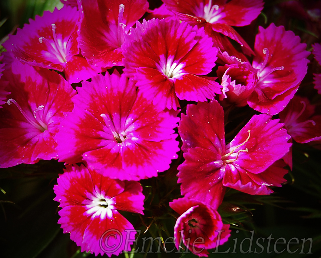 Pink/Red Flowers