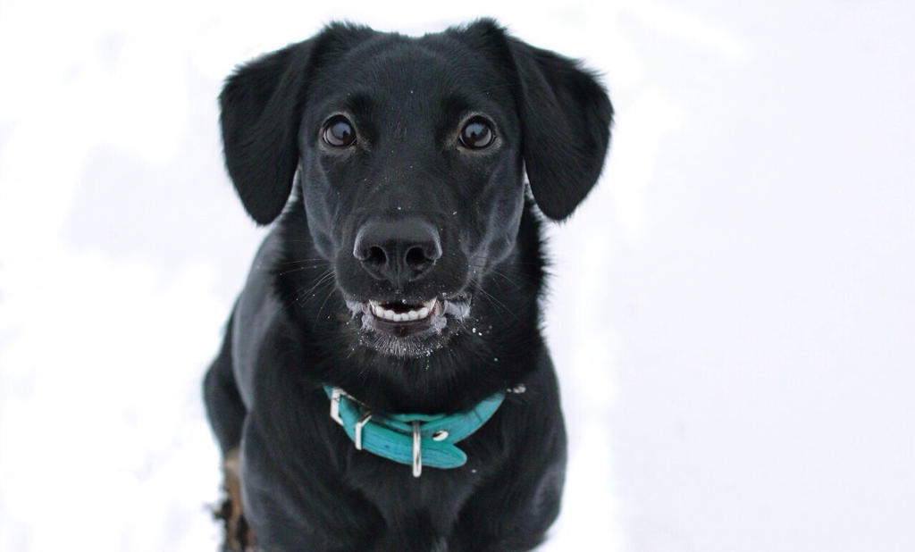 Luna in snow