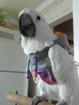 Raja in his one grey sweater. by Interess